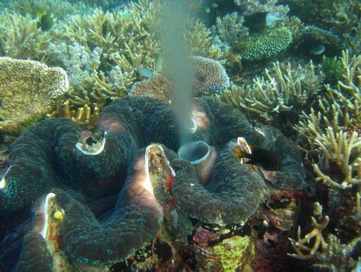 Giant clam spawning near Lizard Island