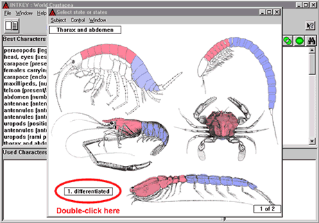 Crustacea.net Step 2 window 1