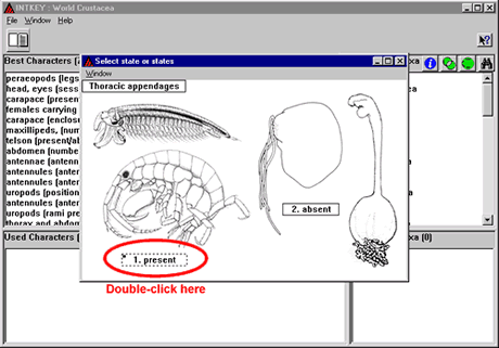 Crustacea.net Step 2 window 2