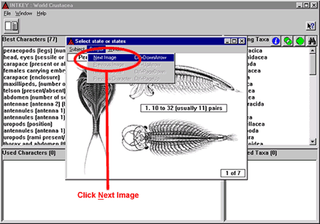 Crustacea.net Step 2 window 3