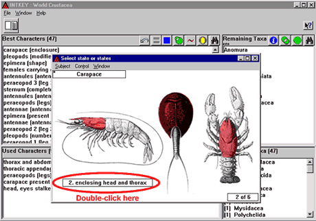 Crustacea.net Step 5 window 1