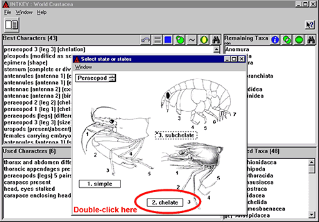 Crustacea.net Step 6 window 2