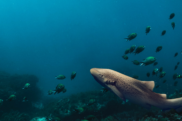 Sharks digital publication, Leopard Shark banner