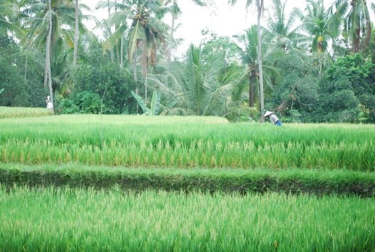 Rice fields near Ubud, Bali.