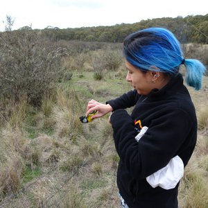 Leah and a Golden Whistler, Coolah Tops, NSW