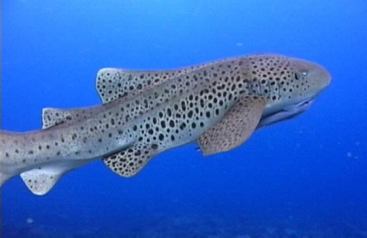 Zebra Shark