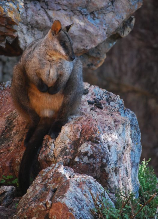 Wallaby Evolution Genetic footprint of past climate change informs future conservation ...