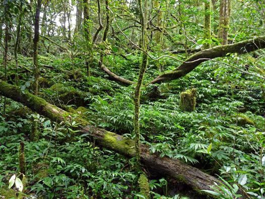 forest habitat