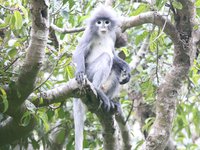Popa langur