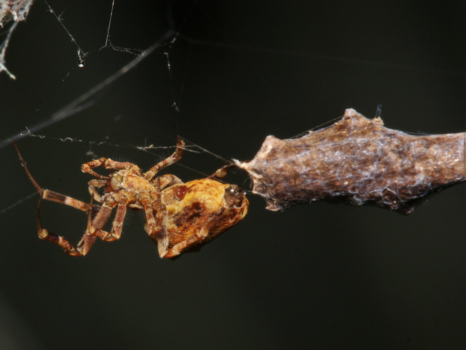 Philoponella congregabilis spider