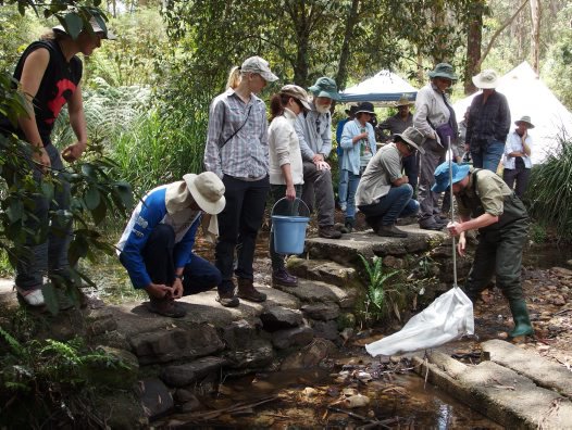 Waterbug Watch training day October 24, 2015 - The Australian Museum Blog