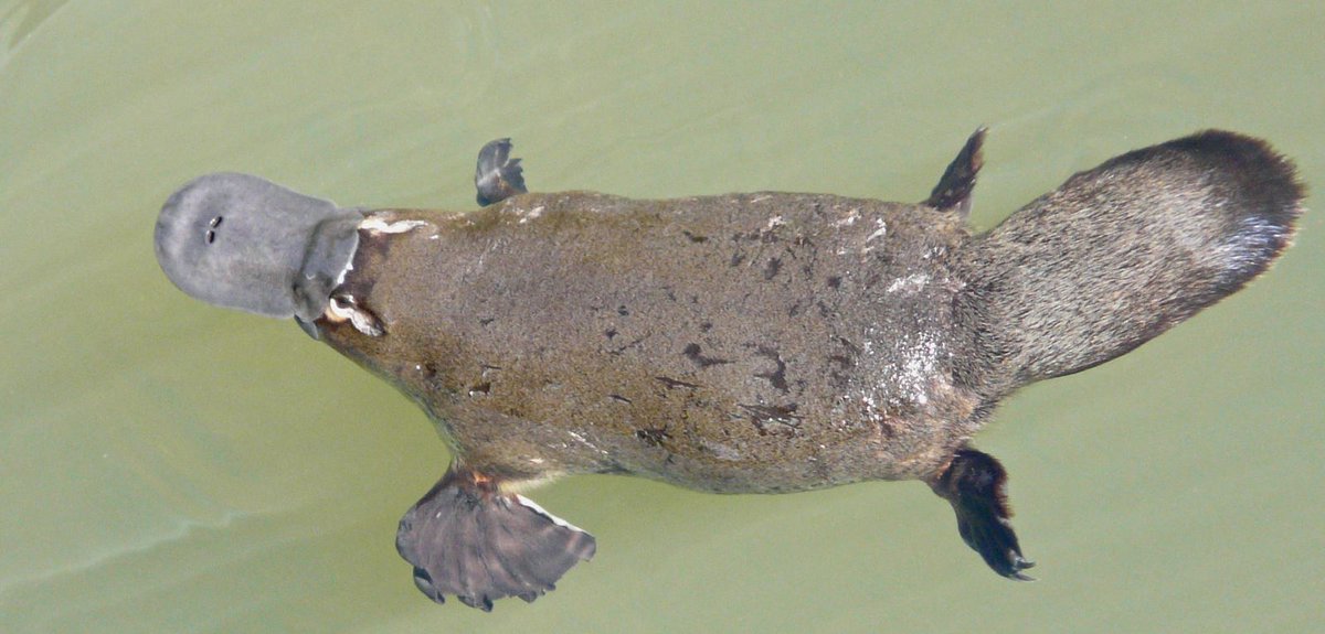 show me pictures of a platypus