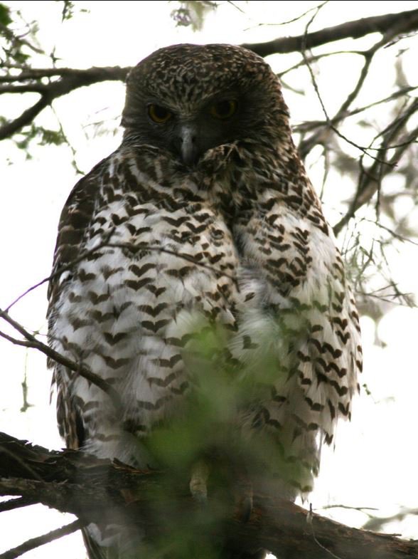 Powerful Owl