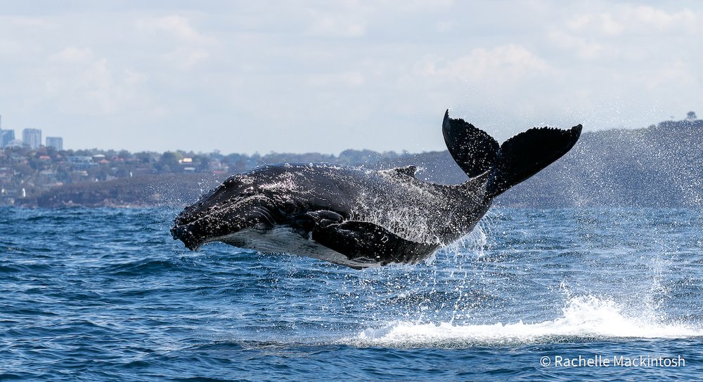 Inflight Entertainment by Rachelle Mackintosh, New South Wales