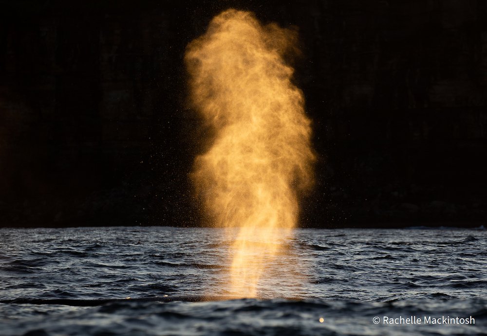 The Blowtorch by Rachelle Mackintosh, New South Wales