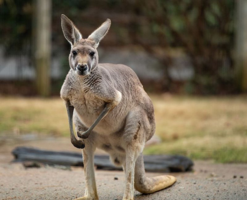 Red Kangaroo The Australian Museum Red Kangaroo The Australian Museum