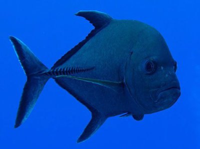 Black Trevally, Caranx lugubris (Poey, 1860) - The Australian Museum