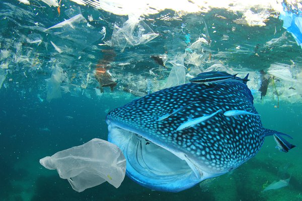 Whale Shark filter feeds in polluted ocean, including plastic.
