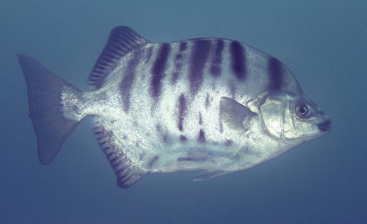 Scatophagidae - Scats - The Australian Museum