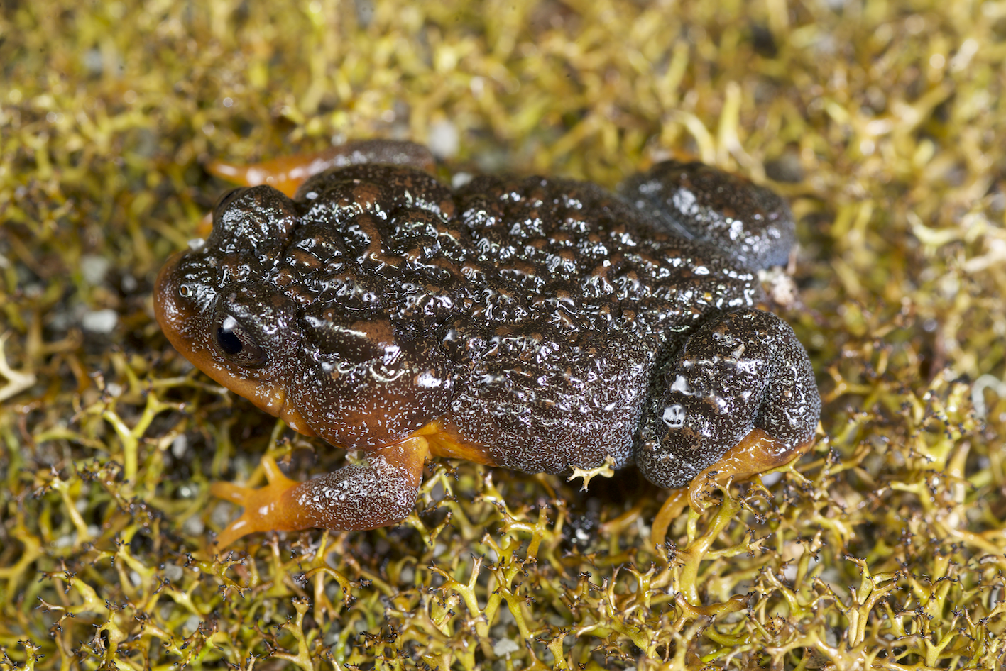 Sunset Frog