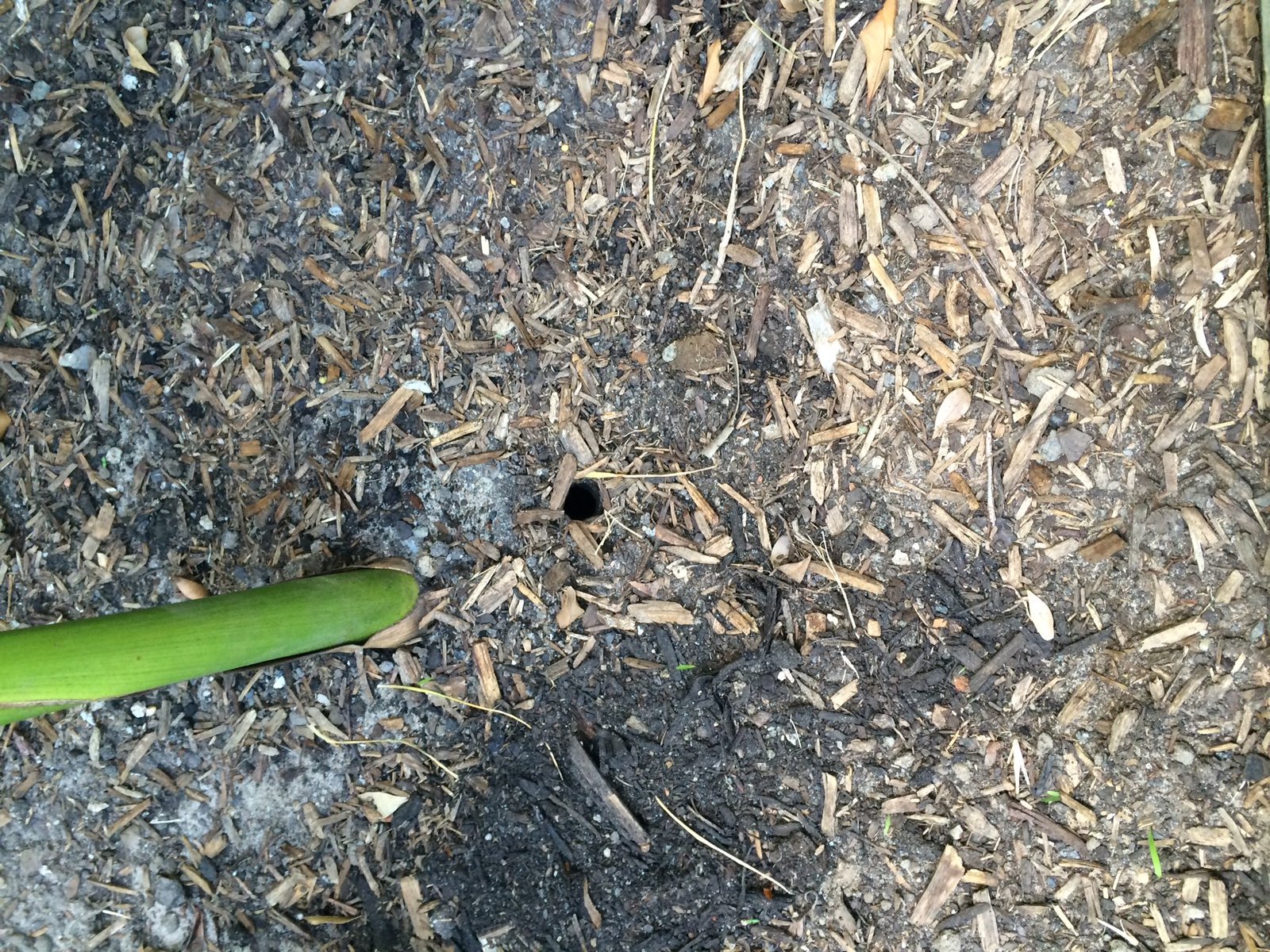 Wolf spider hole in the lawn