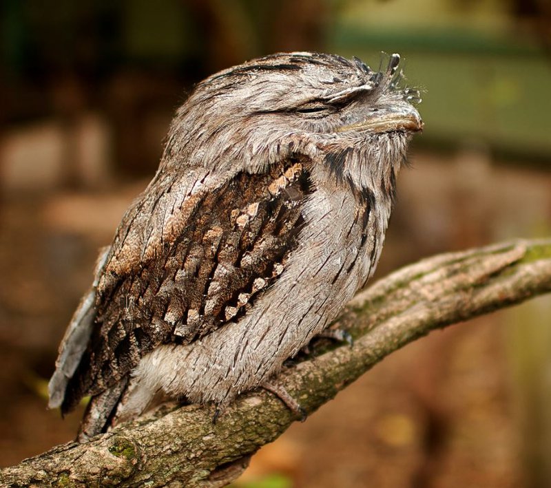 Tawny Frogmouth The Australian Museum Tawny Frogmouth The Australian Museum