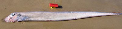 Southern Ribbonfish, Trachipterus jacksonensis (Ramsay, 1881) - The ...