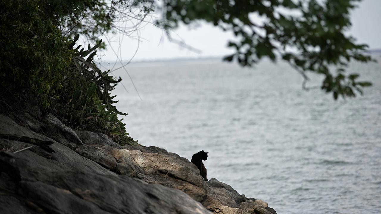 A cat rests in a rock outcrop (file)