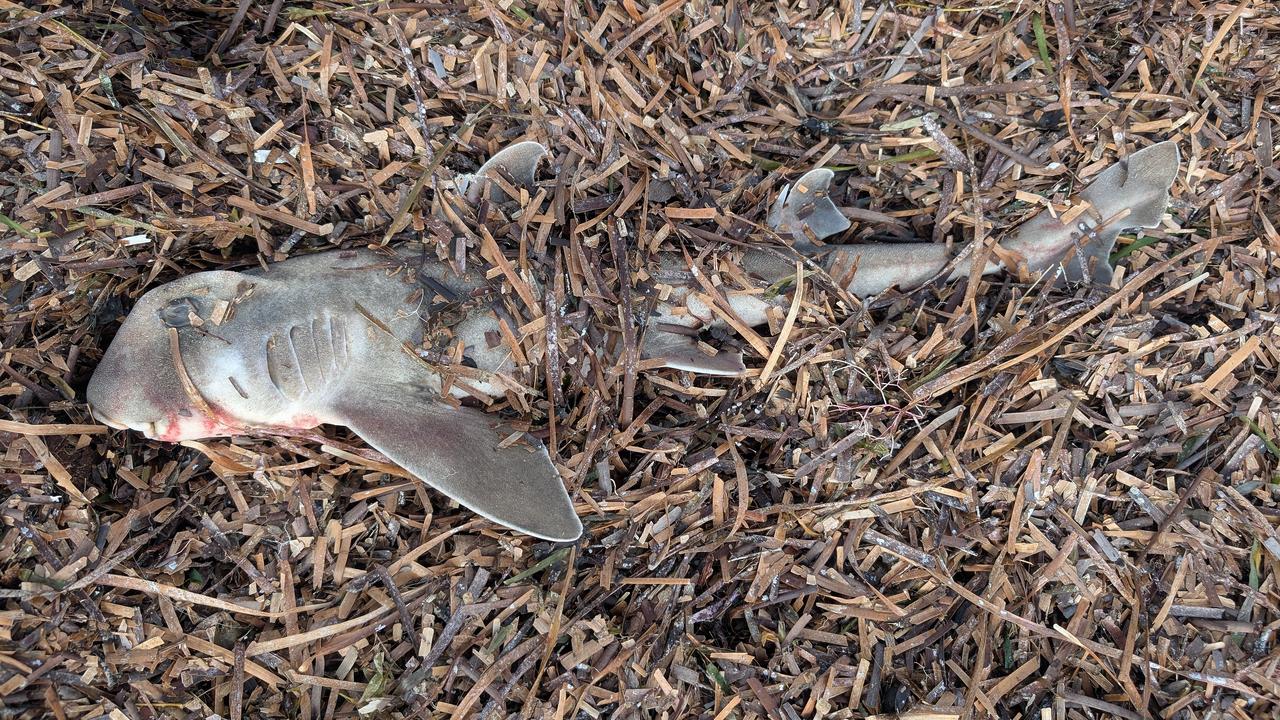A dead baby shark