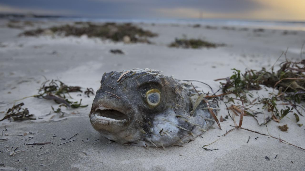 A dead fish at West Beach in South Australia (file image)