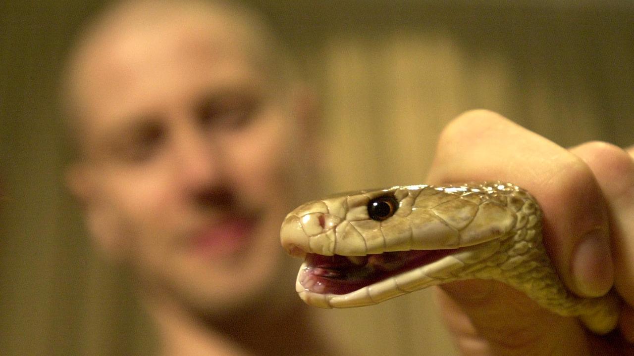 A deadly taipan