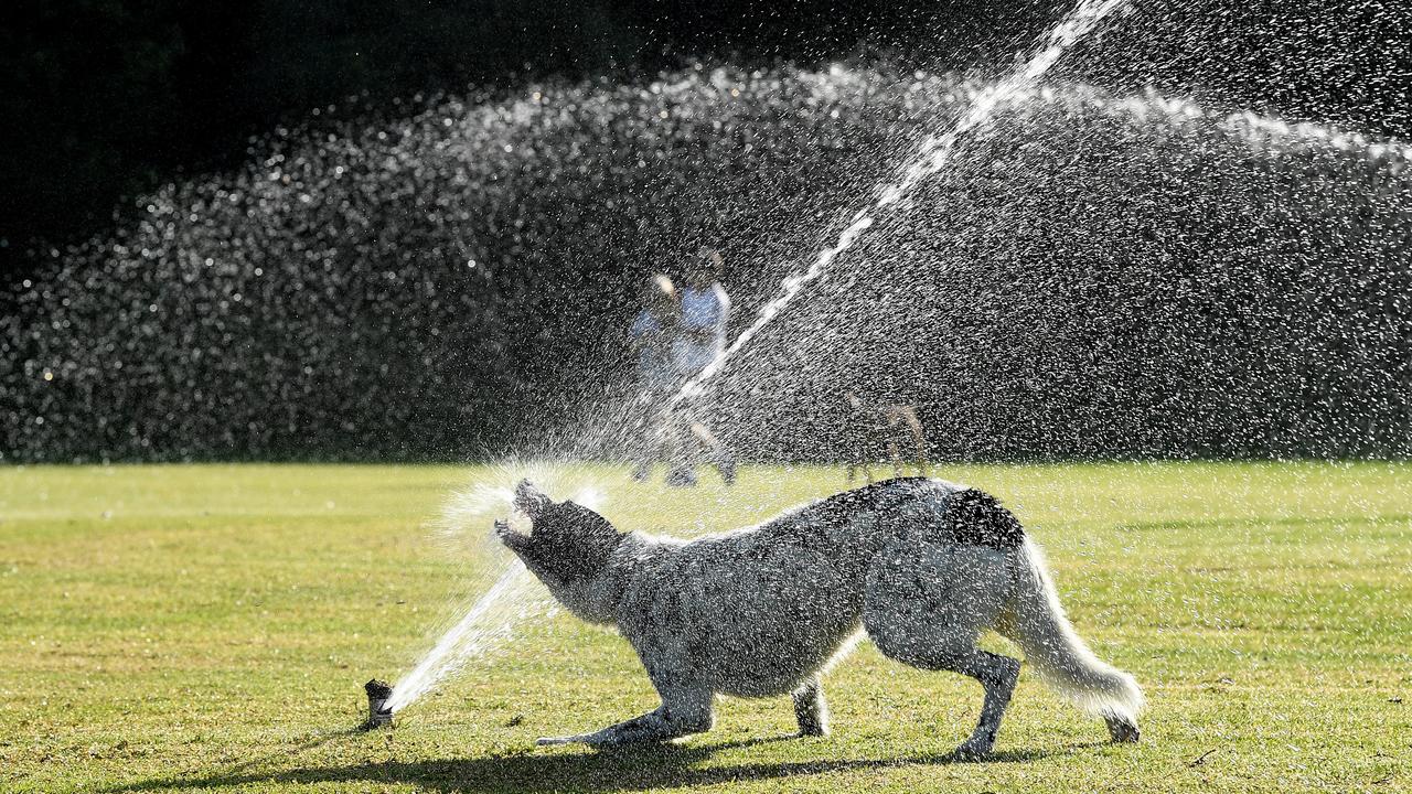 A dog plays in a sprinkler (file image)
