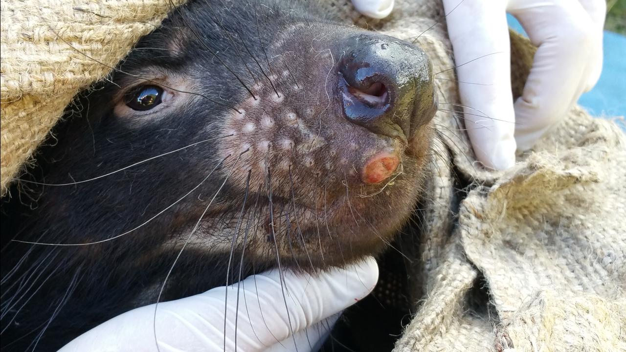 A facial tumour on a Tasmania devil