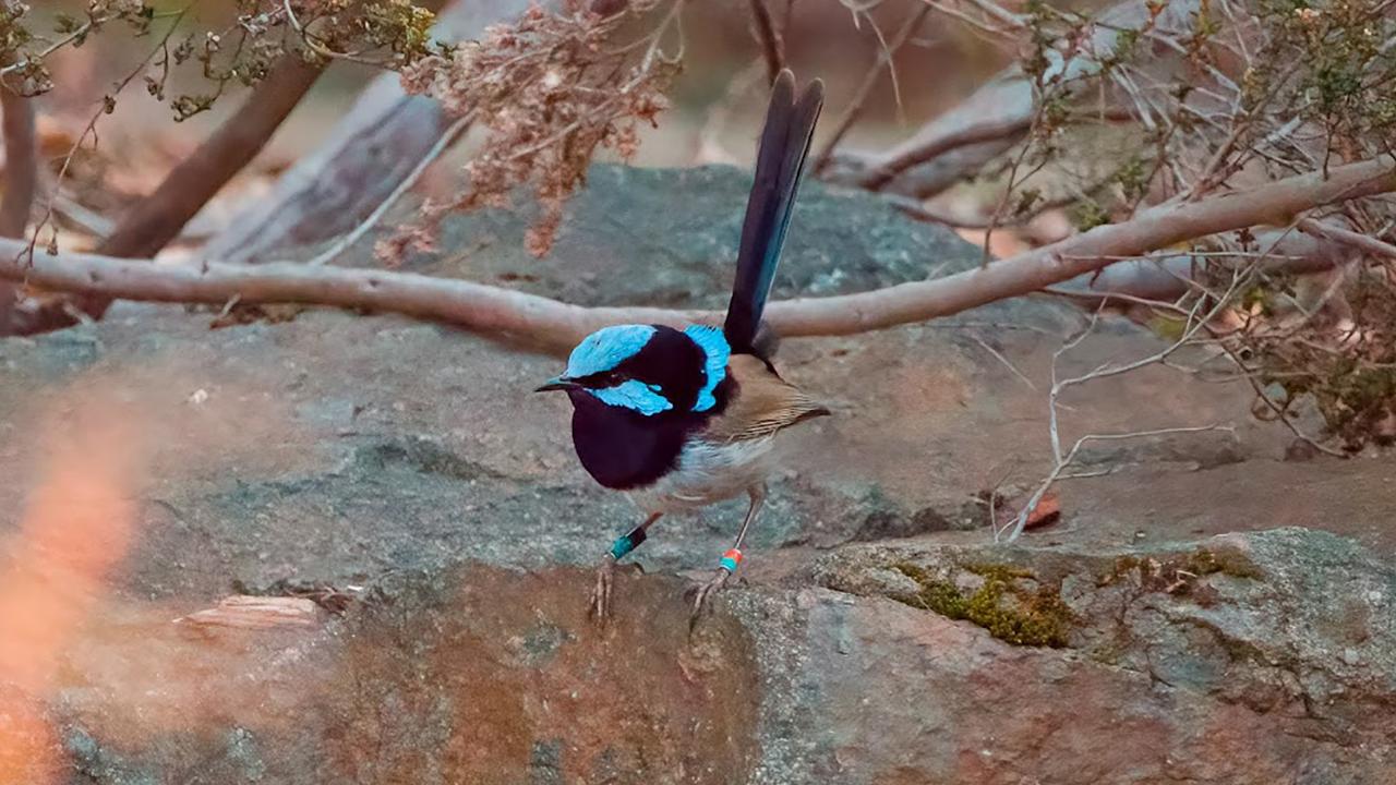 A fairywren in the Australian Botanic Gardens