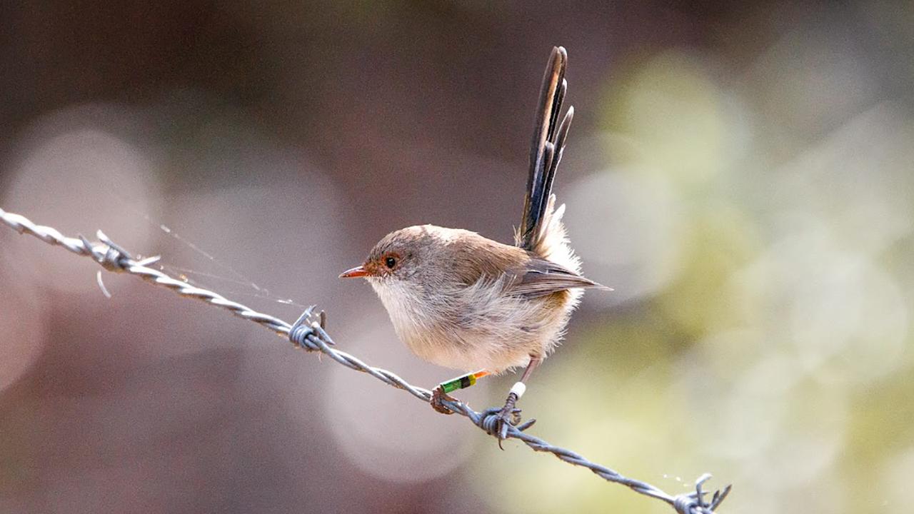 A fairywren in the Australian Botanic Gardens