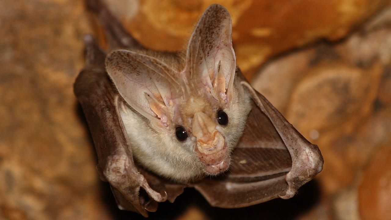 A ghost bat