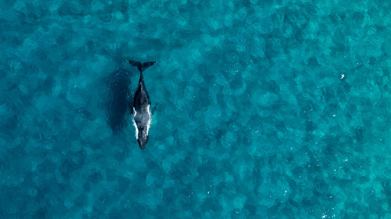 A humpback whale off NSW's north coast