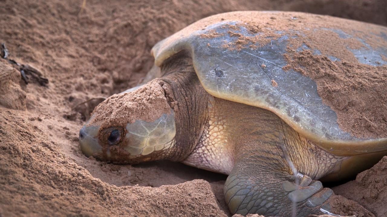 A marine turtle species that can be found in Darwin Harbour