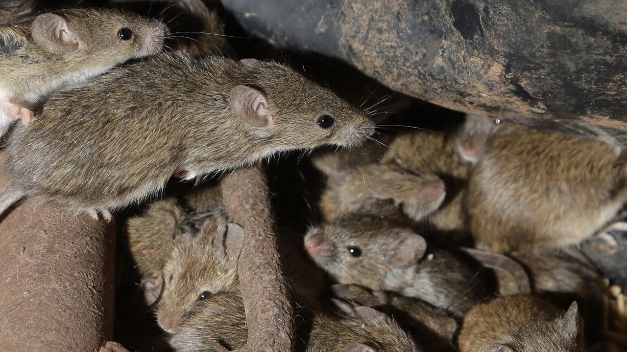 A mouse plague