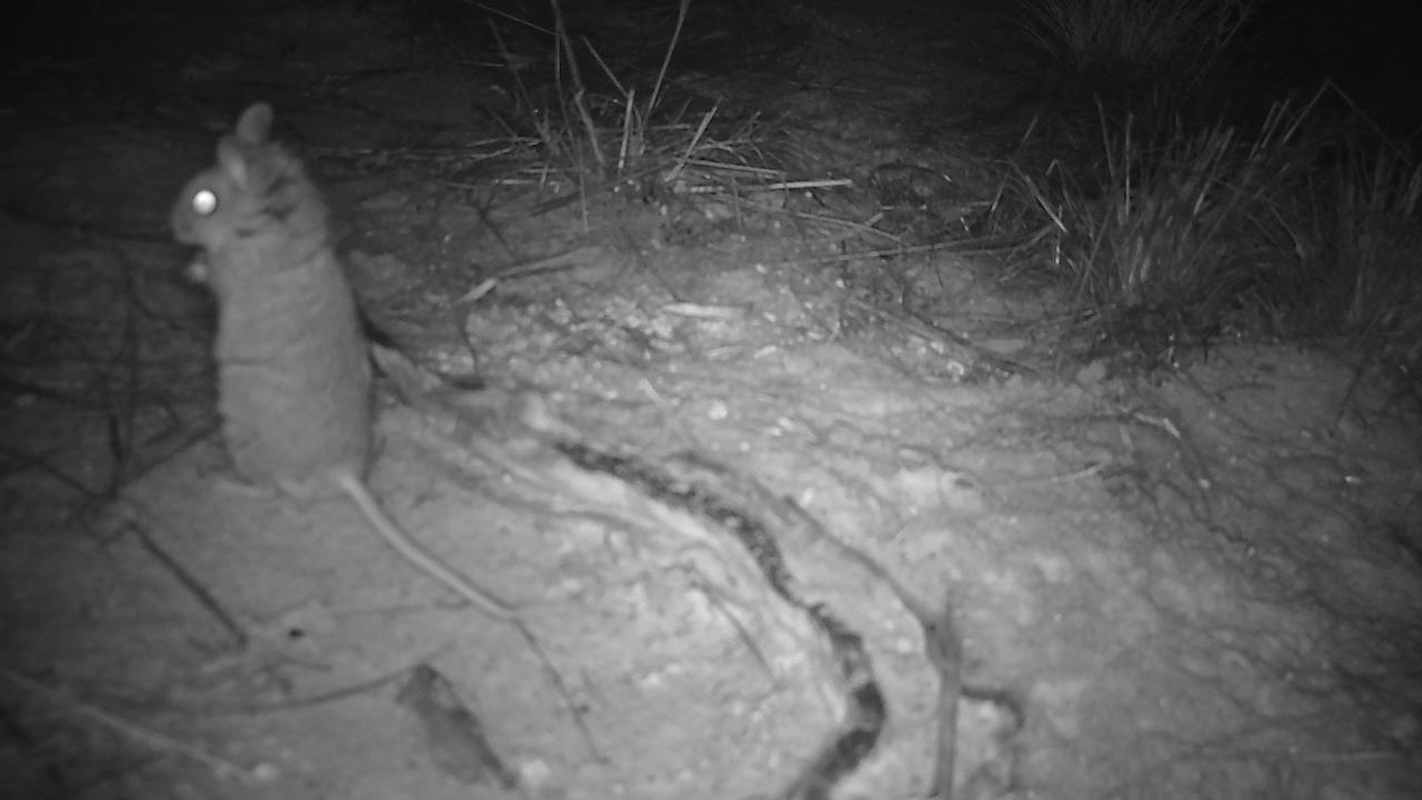 A plains mouse in the Arid Recovery reserve