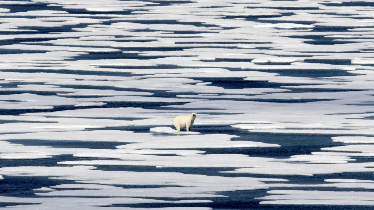 A polar bear stands on the ice (file image)