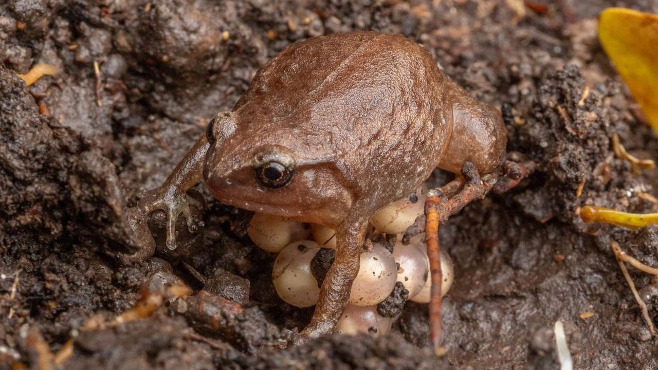 A robust whistling frog protecting their eggs