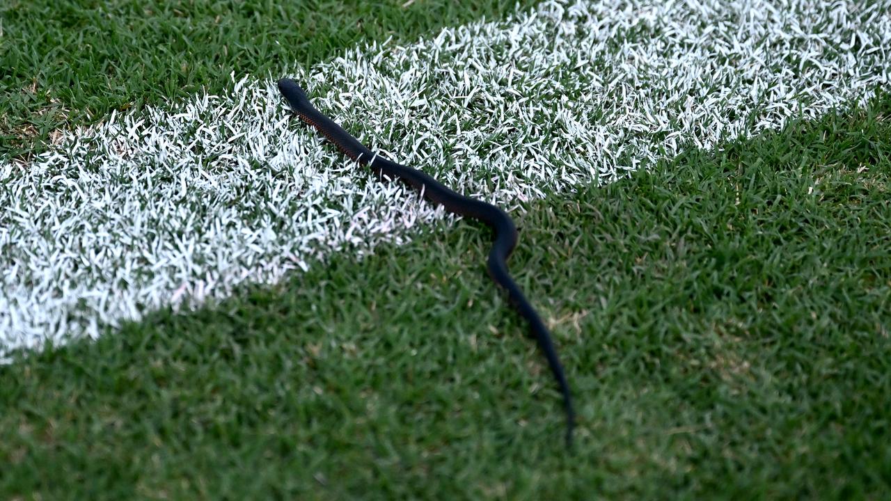 A snake at the AFL