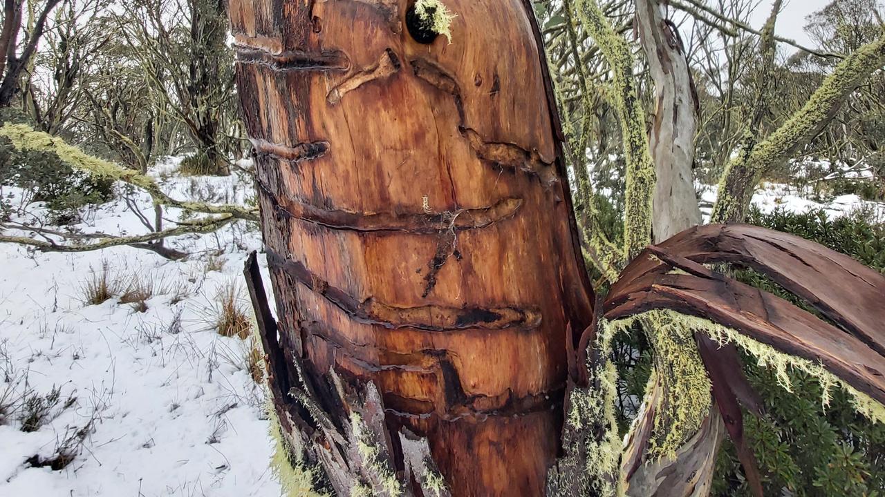 A snow gum damaged by longicorn beetle infestation