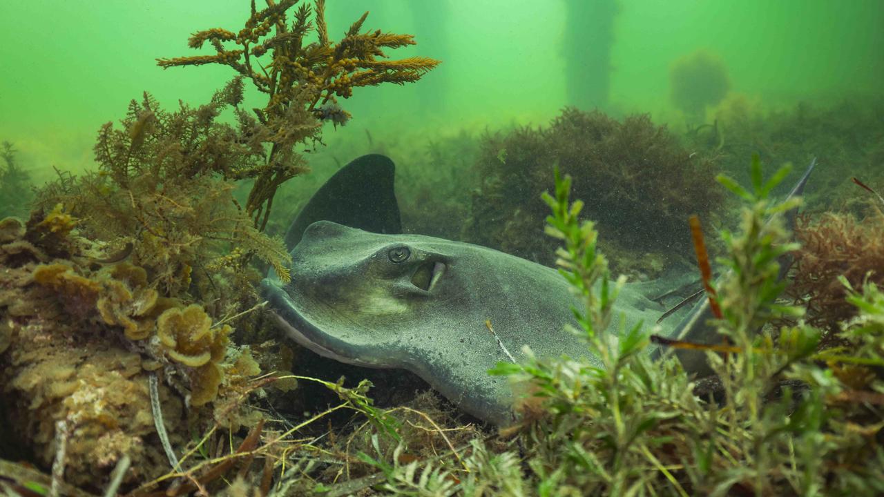A southern eagle ray among seagrass