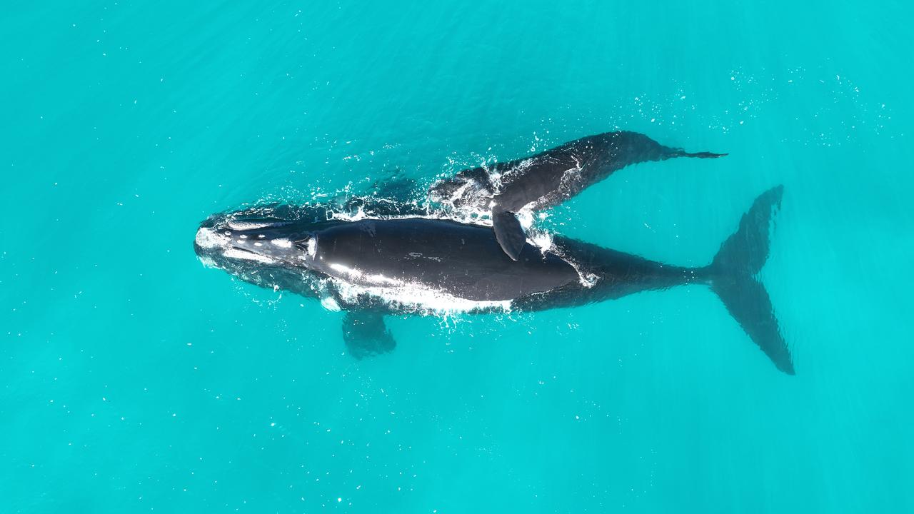 A southern right whale and calf