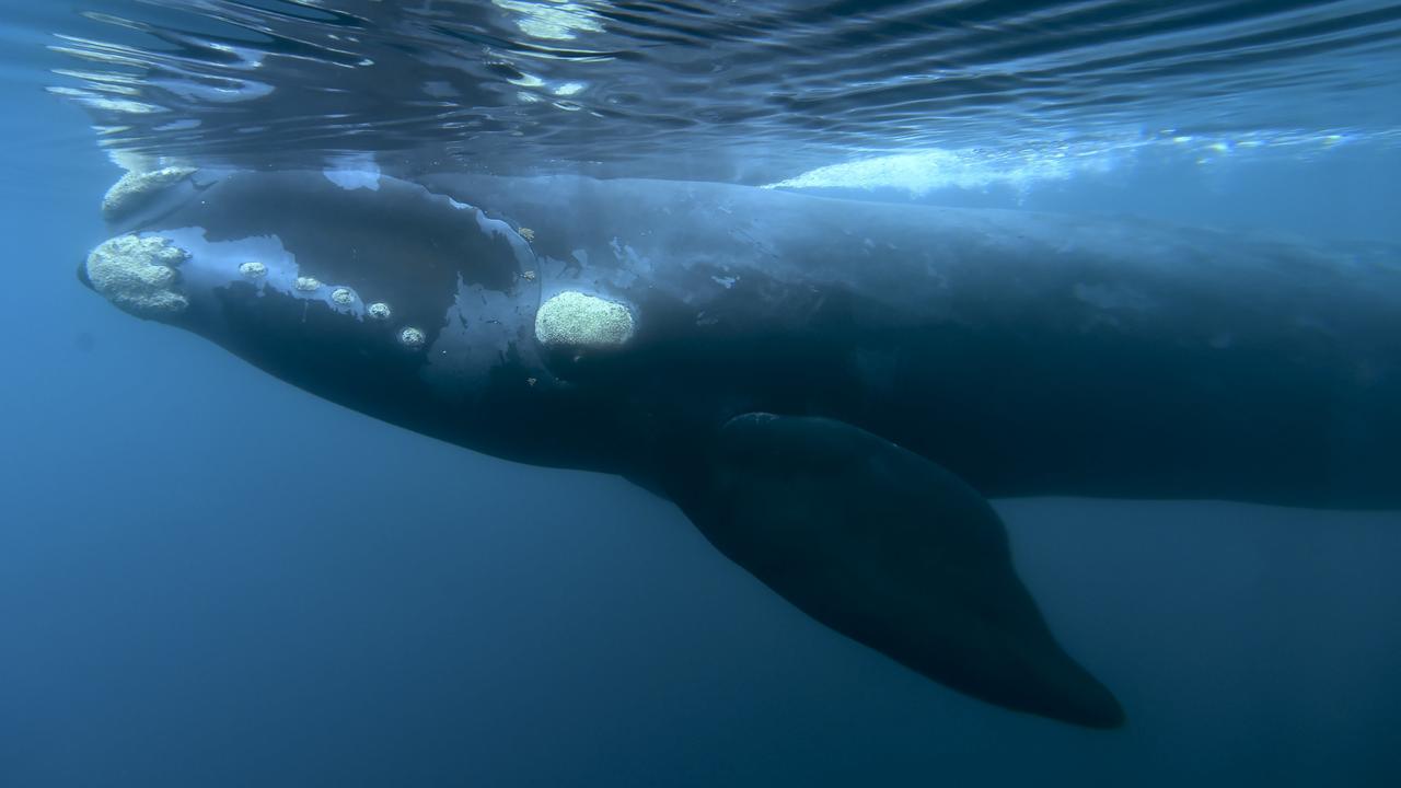 A southern right whale