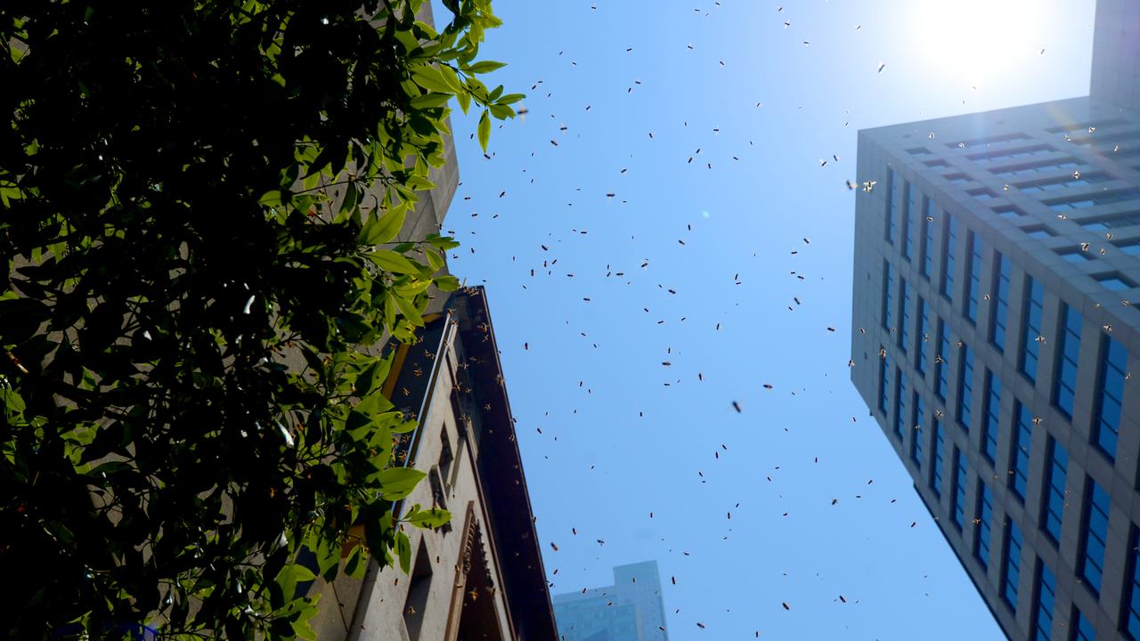 A swarm of bees (file)