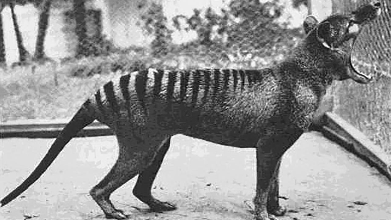 A Tasmanian Tiger in captivity in Hobart