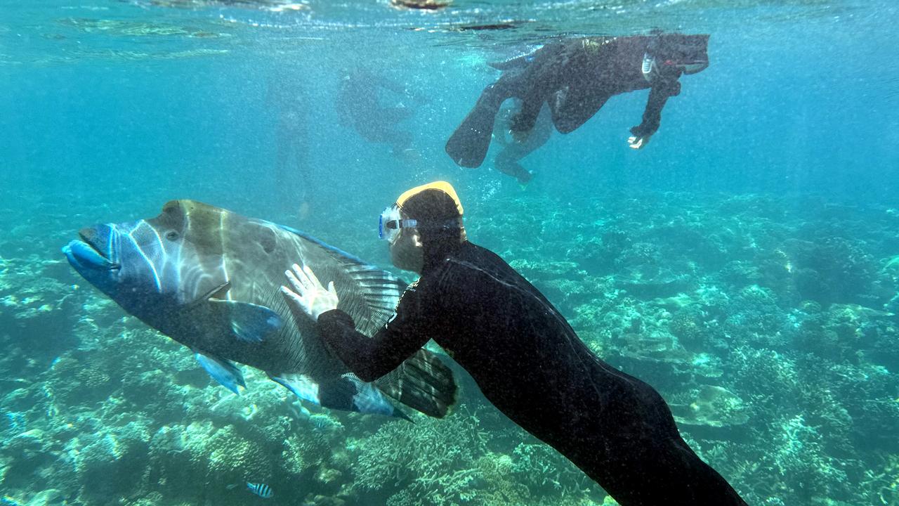 A tourist is seen swimming beside a Maori Wrasse at Moore Reef